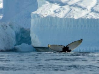 a white whale swimming in water